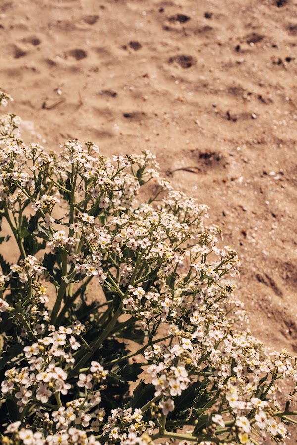 Foto von niu. Beach