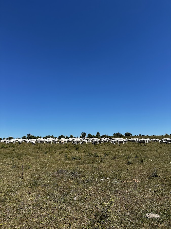 Photo of Ferma de Biodiversitate Cobor