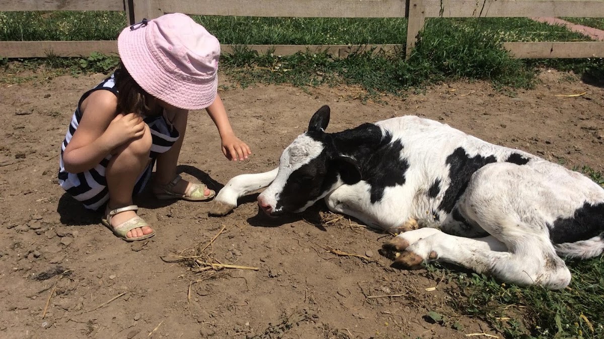 Foto von Ograda der Fröhlichkeit Tierfarm