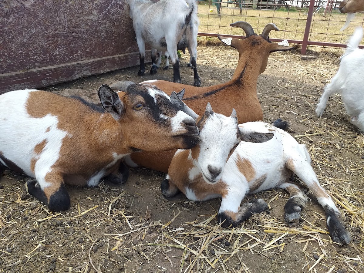 Foto von Ograda Veseliei ferma animalelor