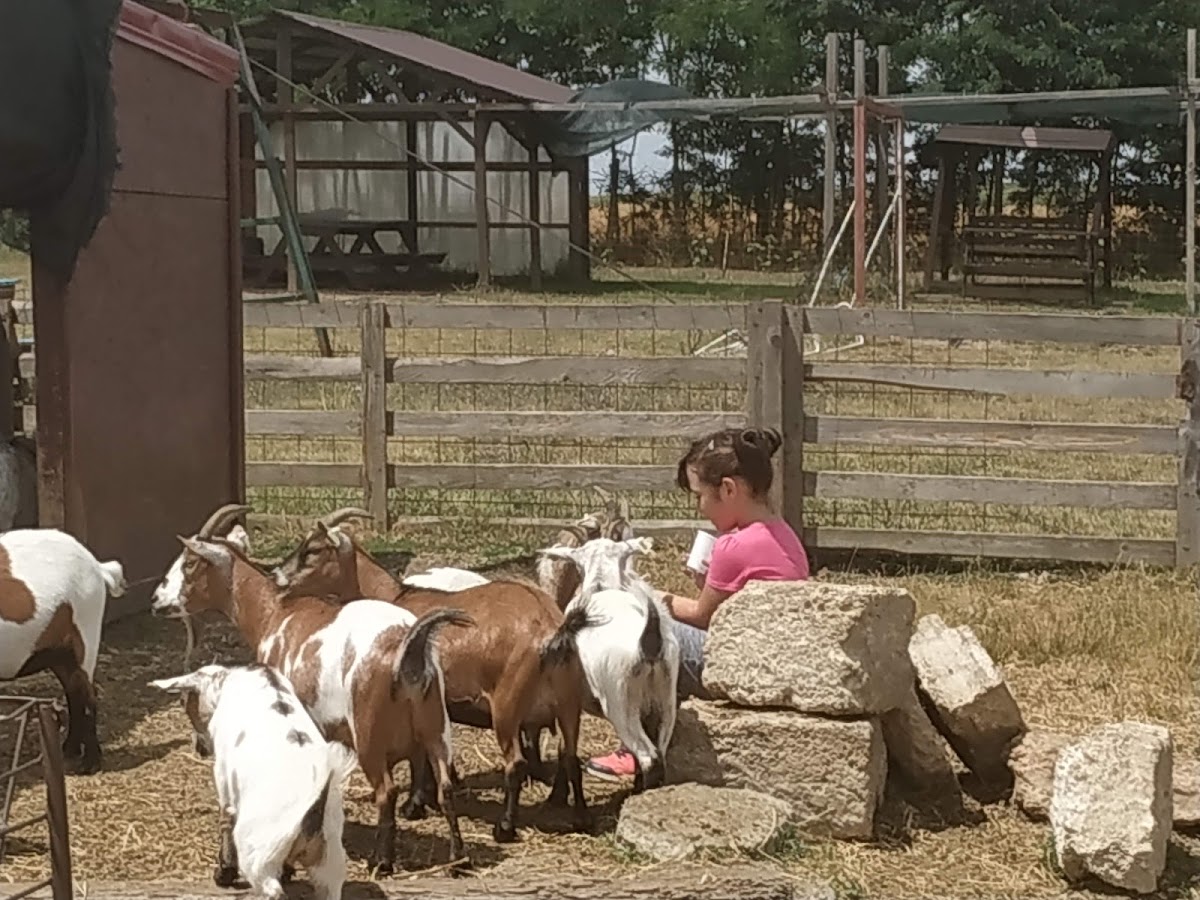 Foto von Ograda Veseliei ferma animalelor