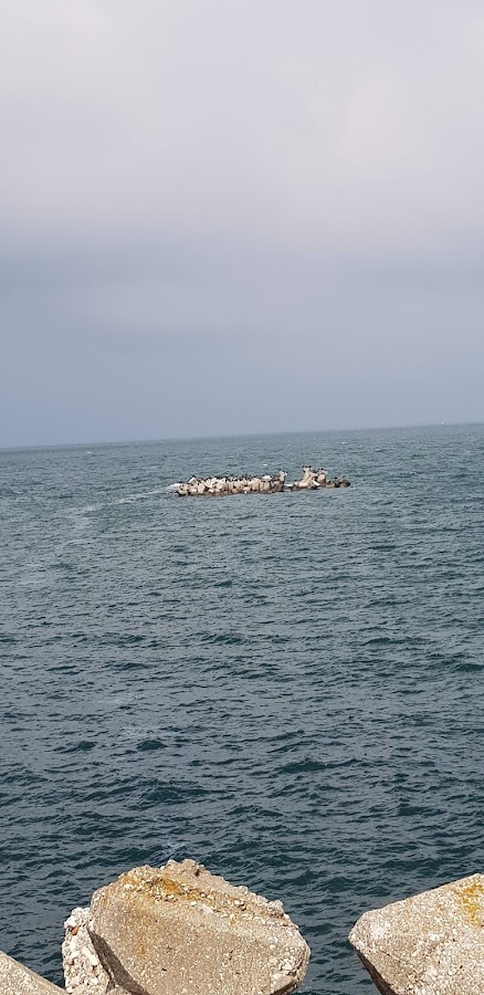 Photo du Port Constanța