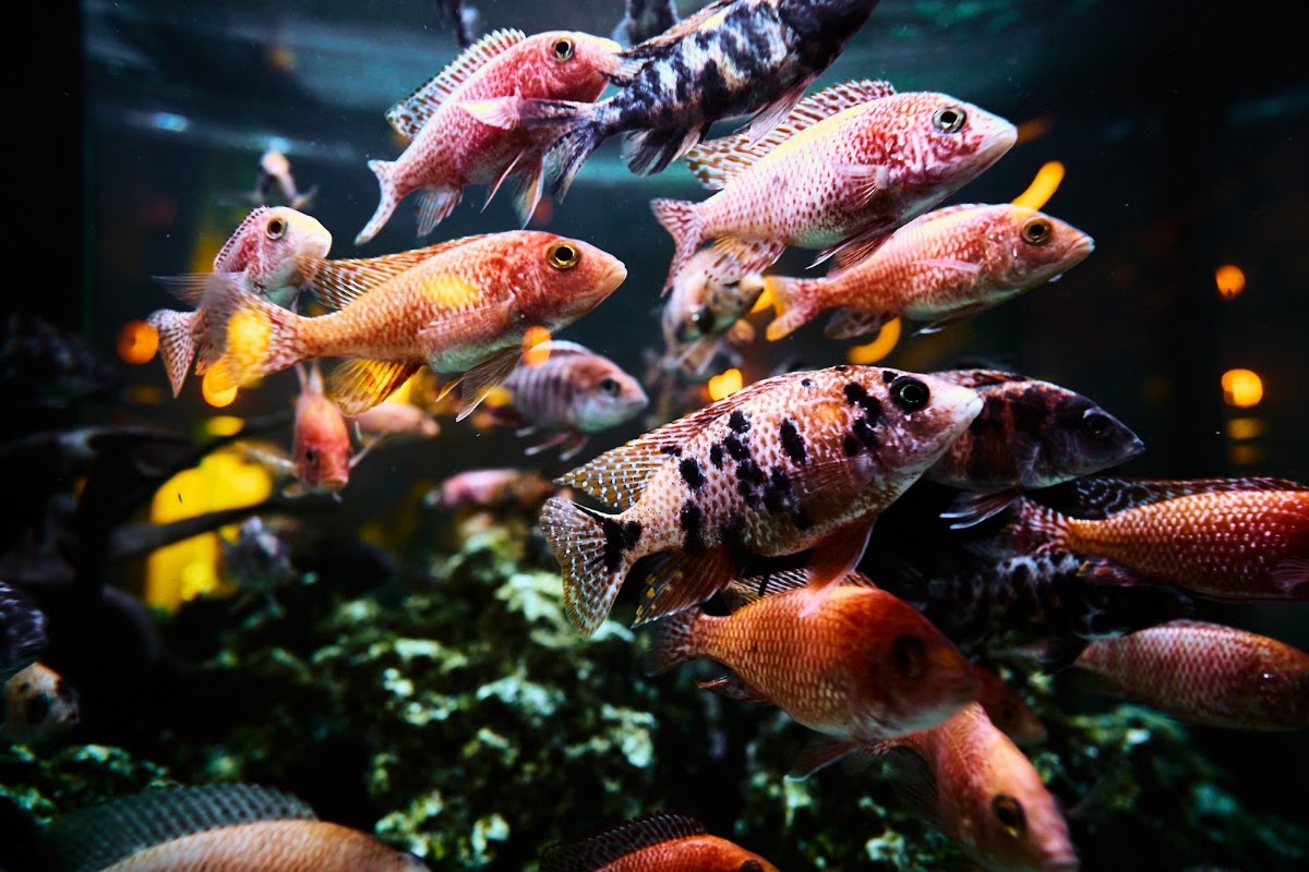 Foto di Aquarium Bistro&Cafe