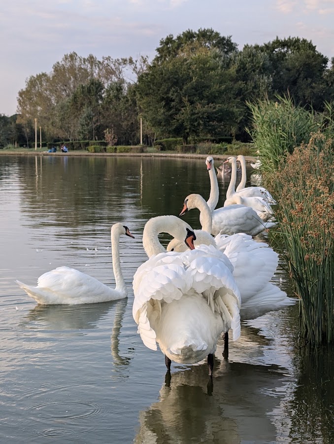 Photo of Parcul Tăbăcăriei