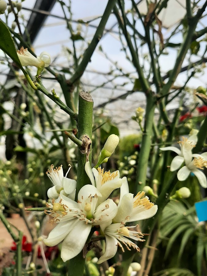 Fotografie de Garden Shop