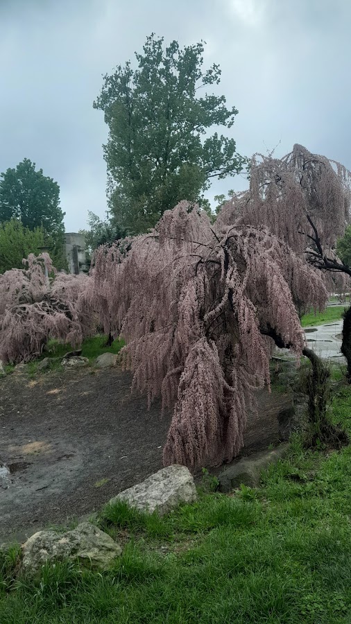 Fotografie de Parcul Viitorului