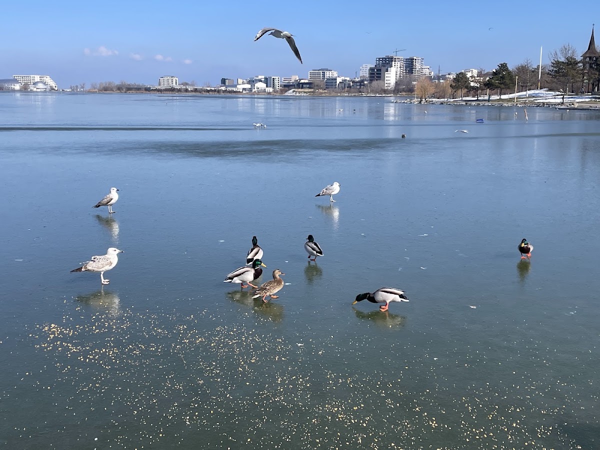 Foto von Lacul Tăbăcărie