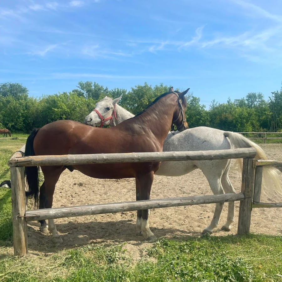 Fotografie de Horseland Năvodari