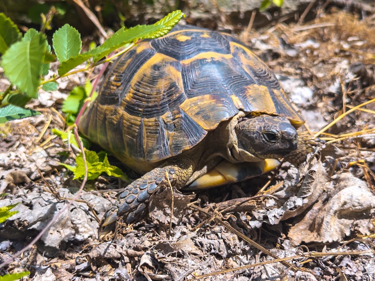 Photo de Dunele Marine de la Agigea