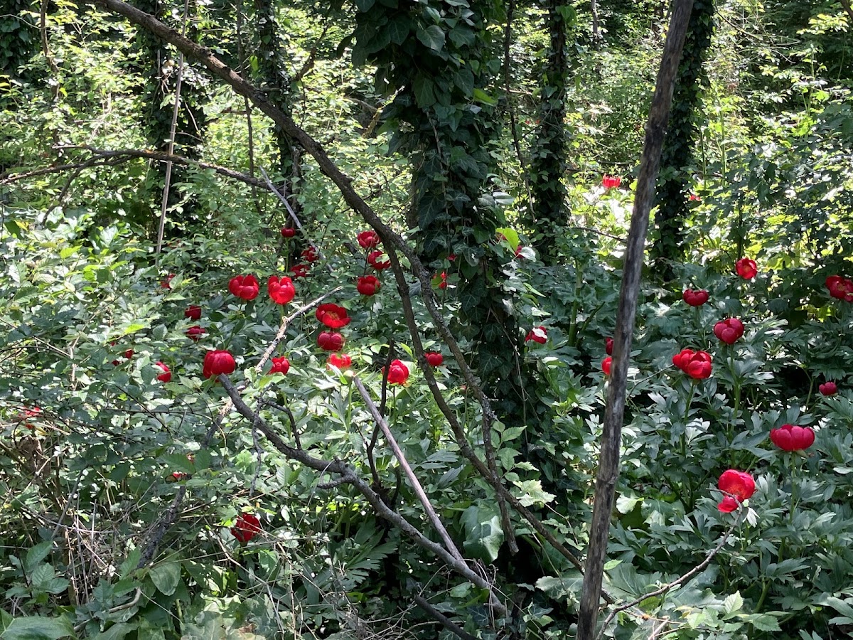 Photo of Pădurea Hagieni