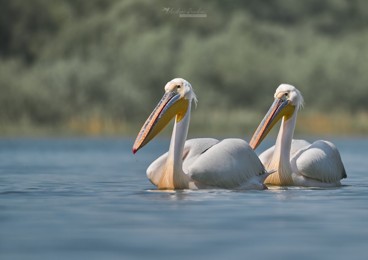 Photo of Bird Watching and Photography Private Tour near Constanta