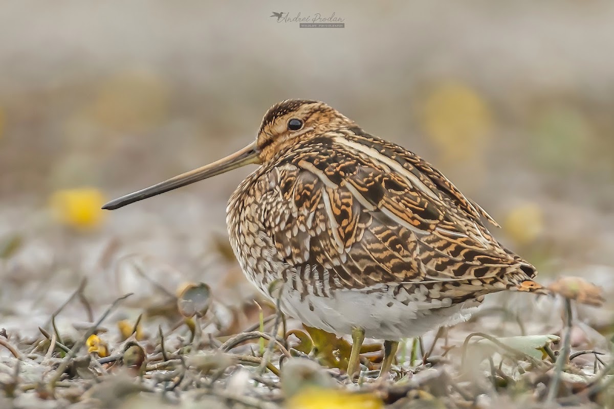 Photo of Bird Watching and Photography Private Tour near Constanta