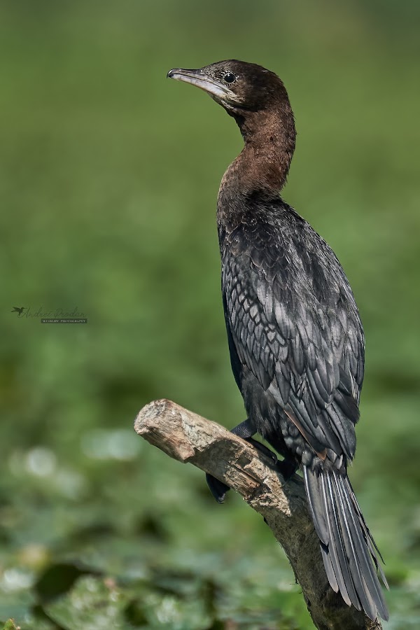 Photo of Bird Watching and Photography Private Tour near Constanta