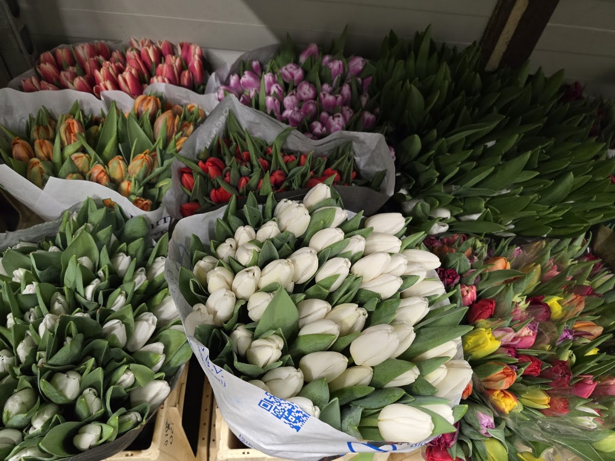 Foto von Floraria Green Flower Constanta