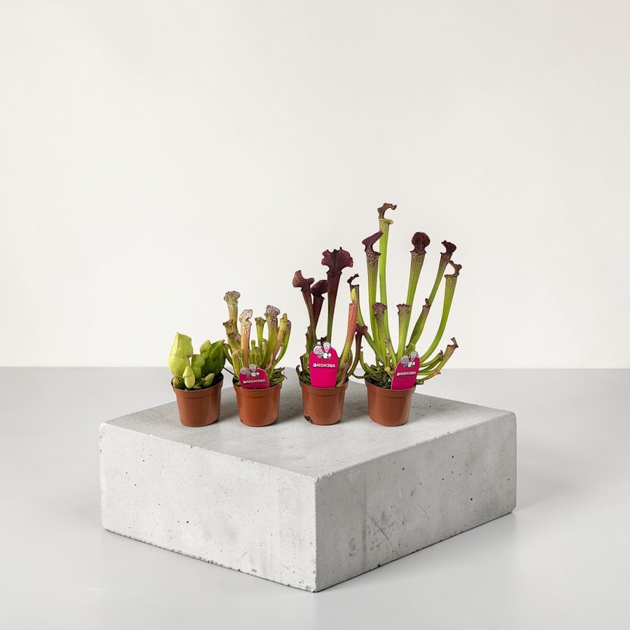 Fotografie de Florăria D art flowers
