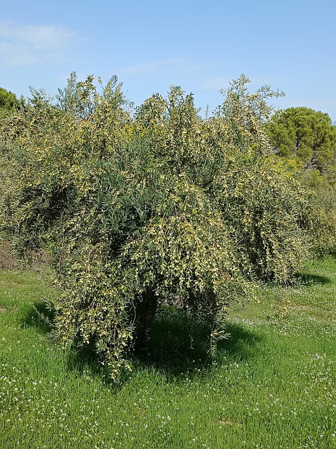 Foto di Ulei din Inima - Sicilia pe masa ta