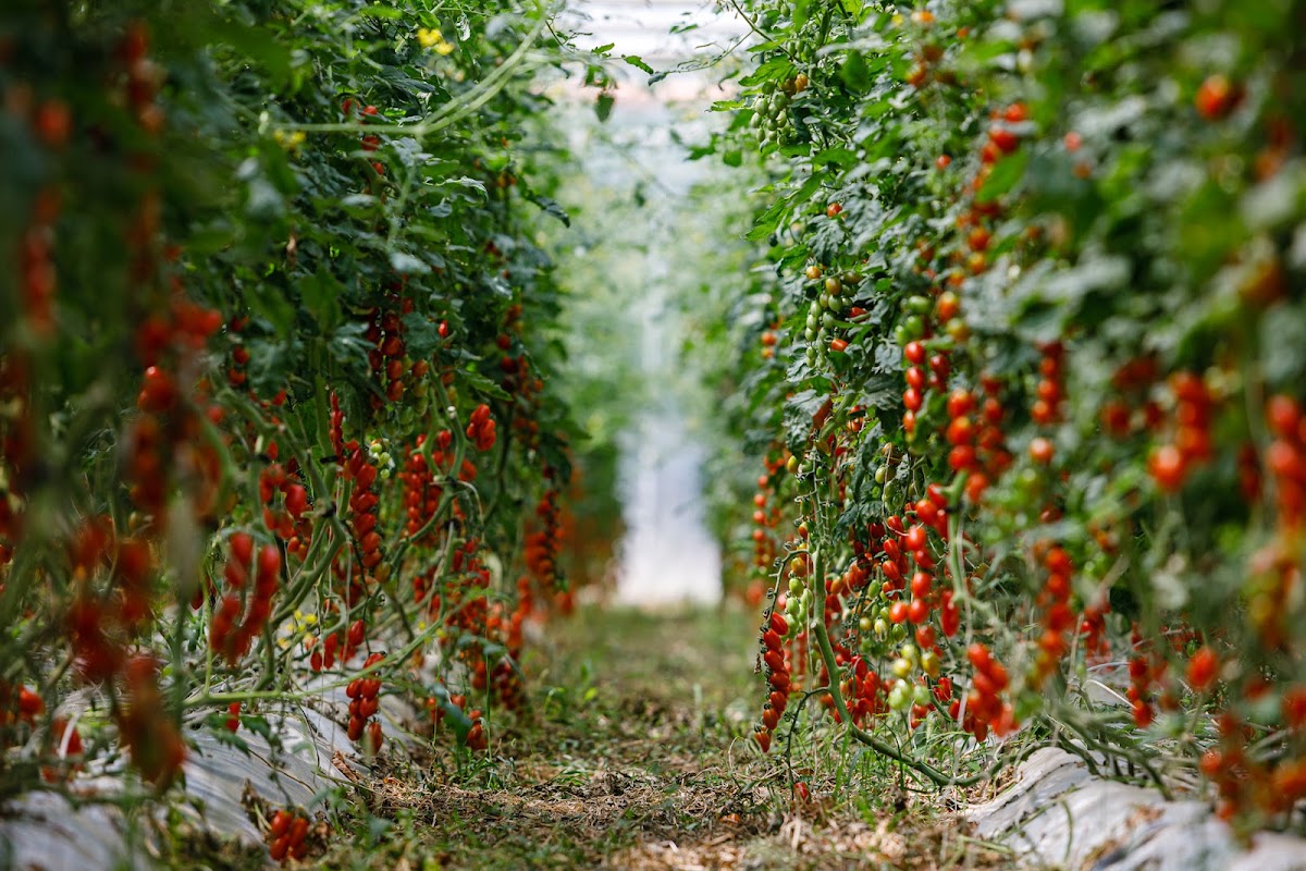 Photo of Agrofresh Ecologic