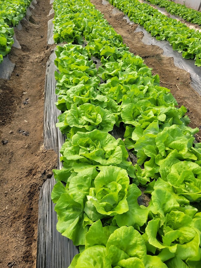 Photo of Agrofresh Ecologic