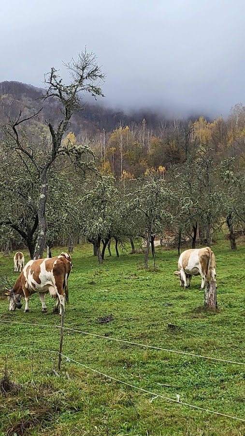 Foto di Cabana Wittmann