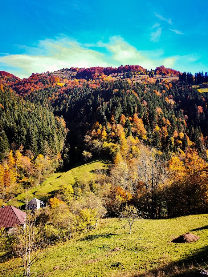 Foto di Apuseni Glamping Retreat
