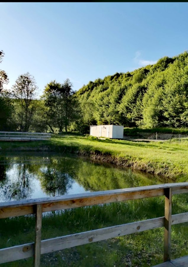 Photo of Forest Glamping