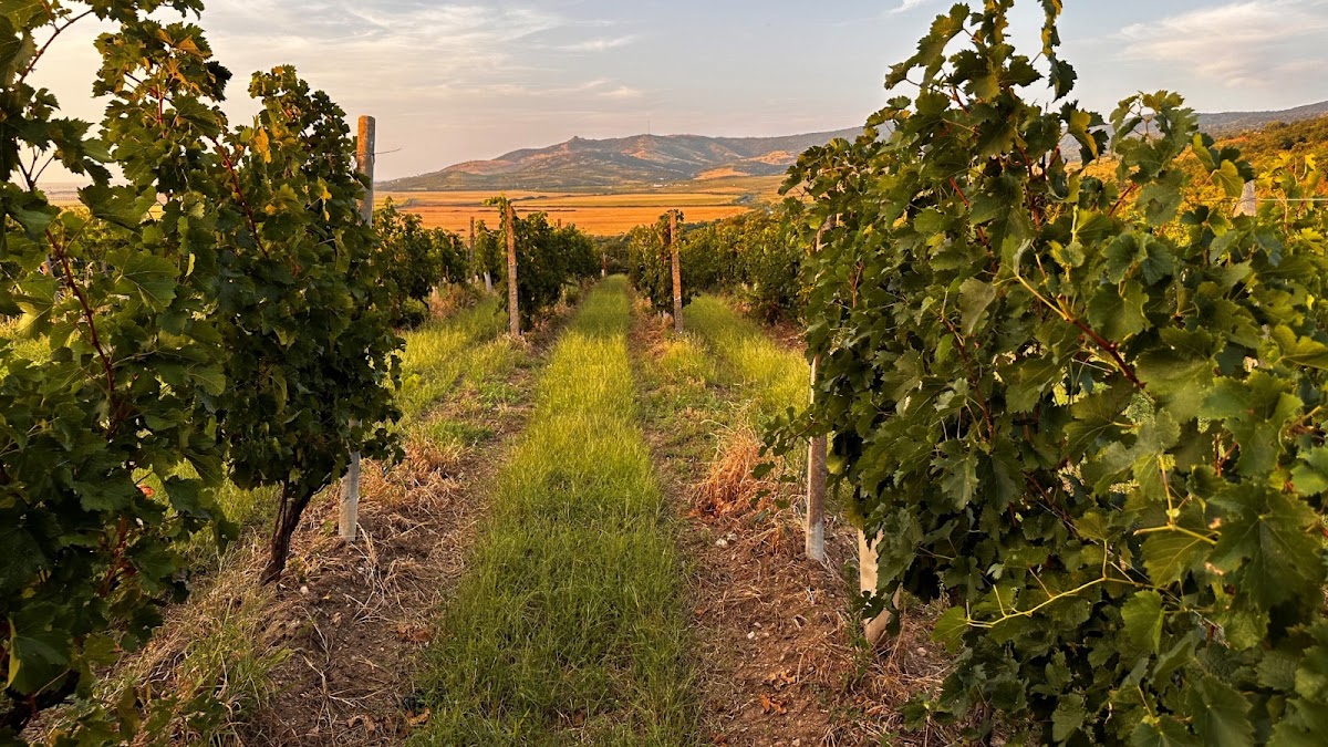 Foto von HB Wine