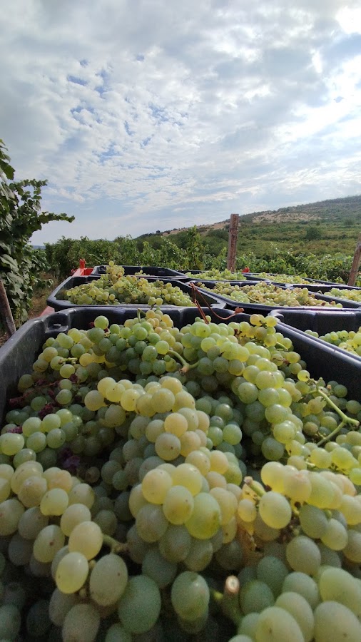 Foto von HB Wine