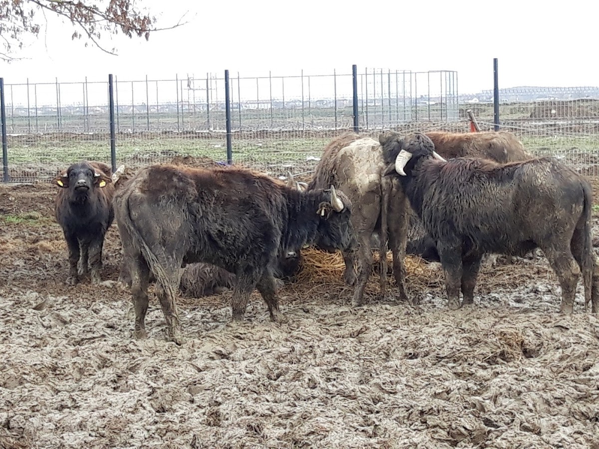Foto des Besucherzentrums Pecica