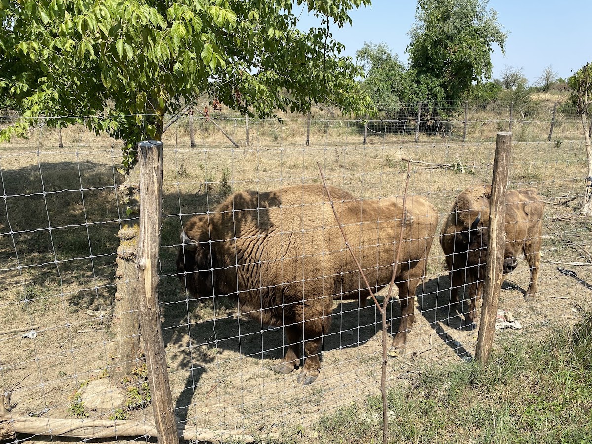 Fotografie cu Zoolandarad (Luni-Vineri: Programare pentru grupurile de vizitatori)