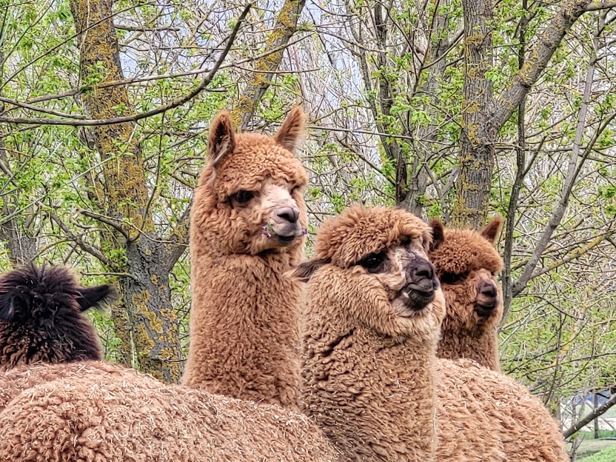 Fotografie de Zoolandarad (Luni-Vineri: Programare pentru grupurile de vizitatori)