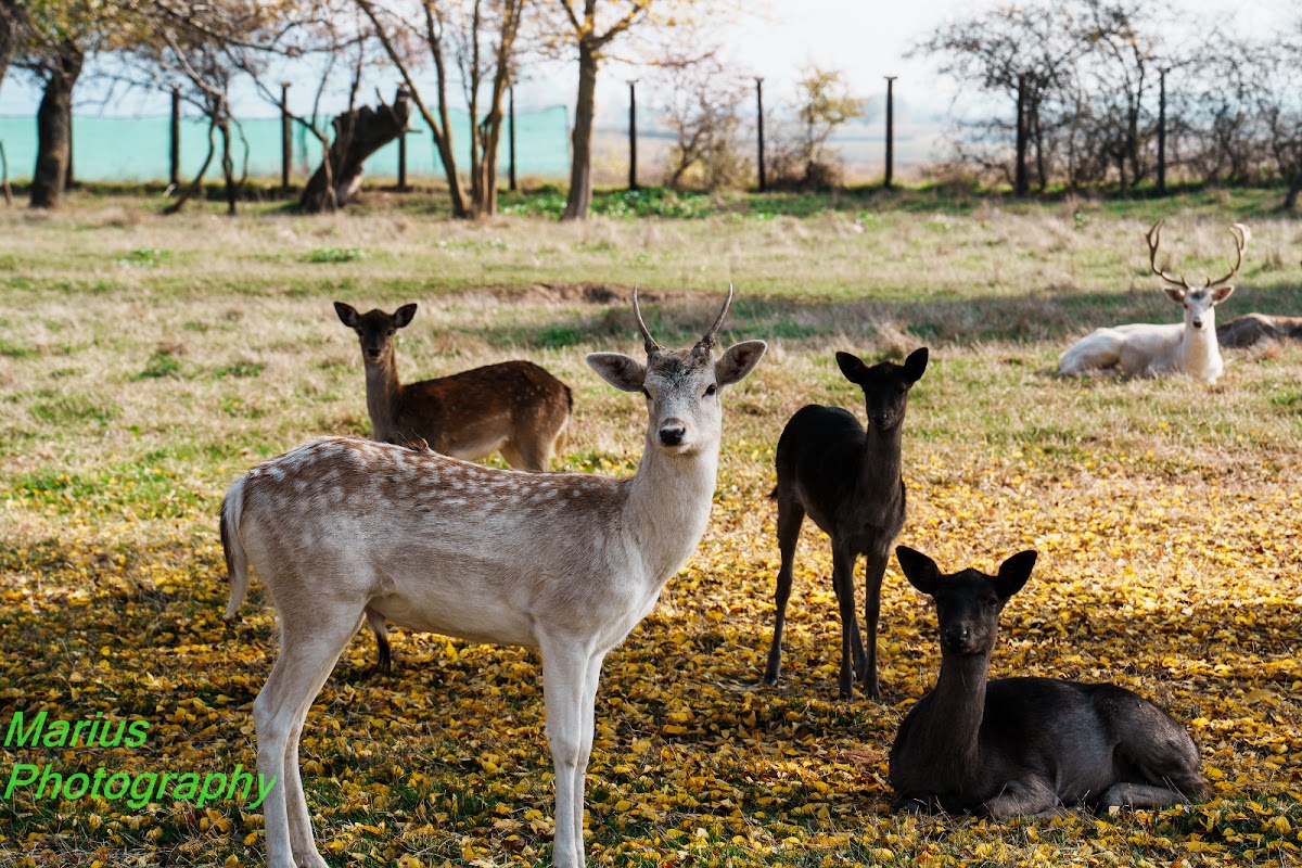 Fotografie de Zoolandarad (Luni-Vineri: Programare pentru grupurile de vizitatori)