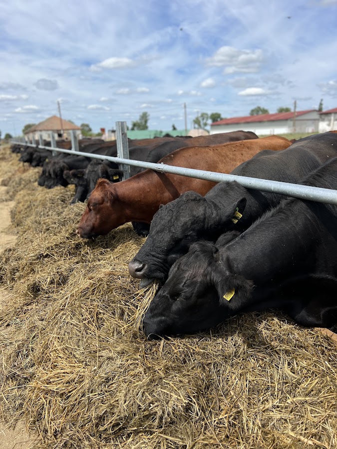 Photo of Angus Farm Banat