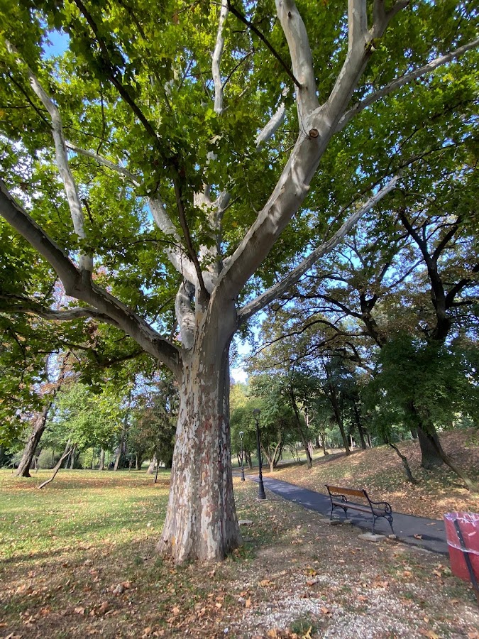 Photo of Parcul Botanic