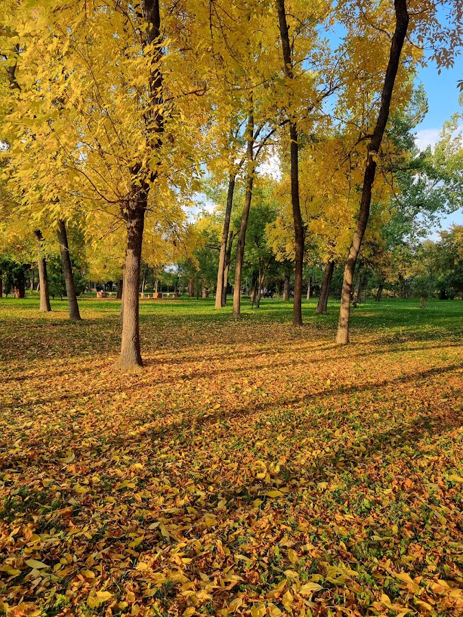 Fotografie de Parc Pădurice