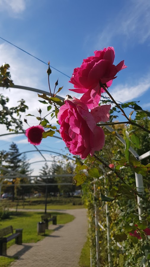 Photo de Parcul Lidia