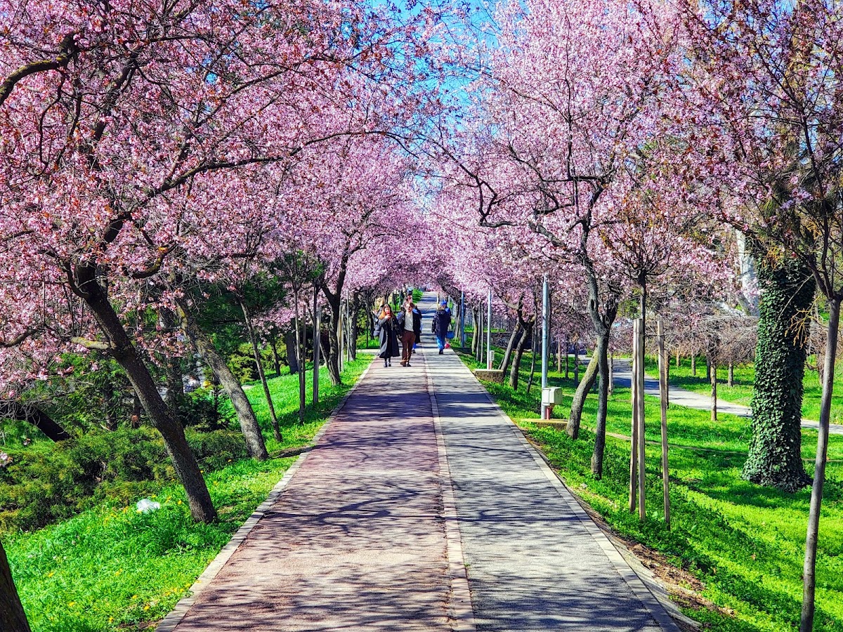 Photo de Parcul Catedralei