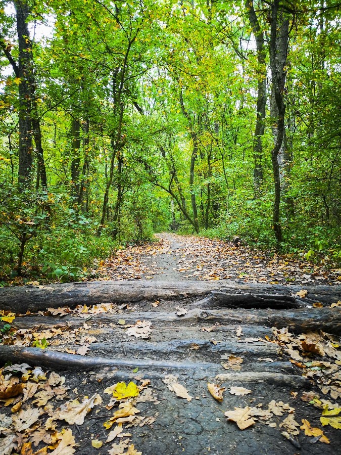 Foto vom Grünen Wald