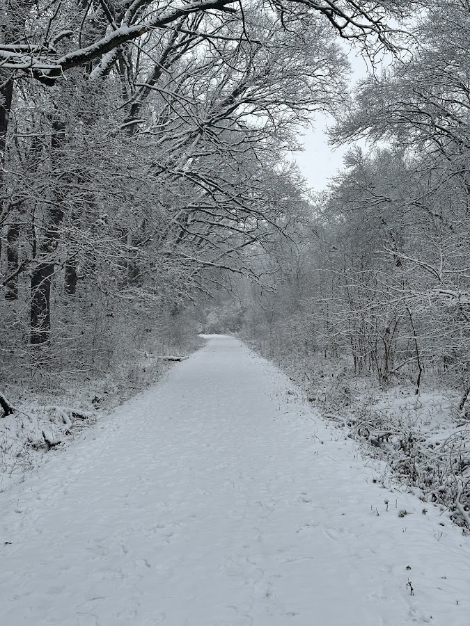 Foto von Pădurea Verde