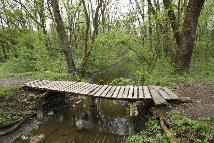 Foto von Pădurea Verde