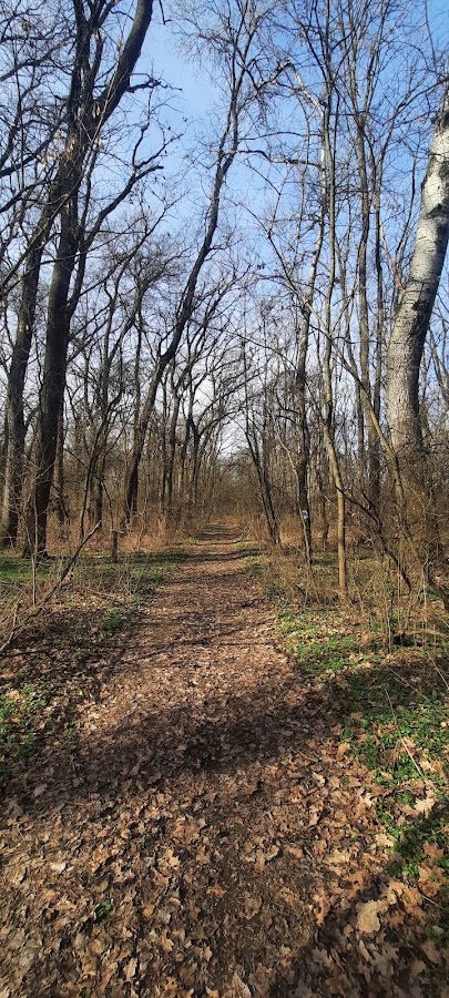 Foto von Cenad Forest