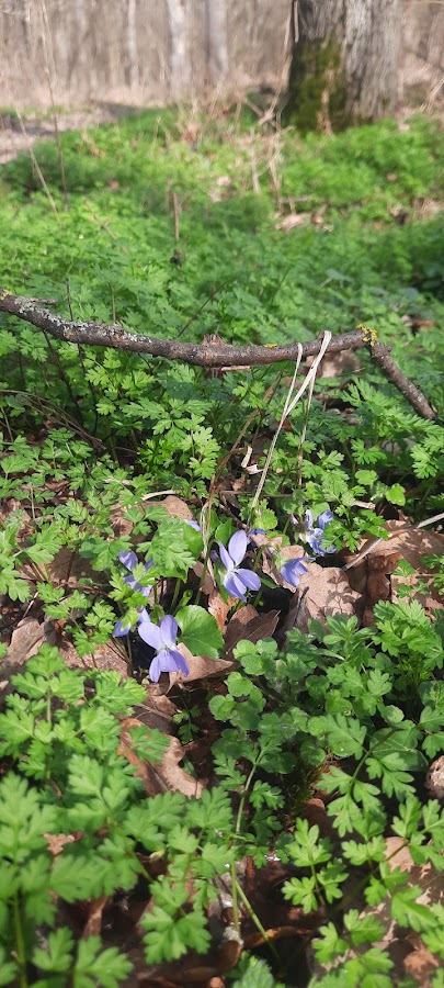 Foto von Cenad Forest