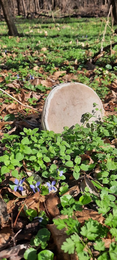 Foto von Cenad Forest