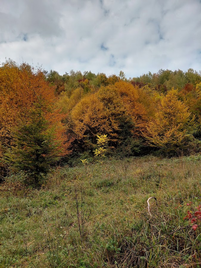 Photo of Valea Baleasca