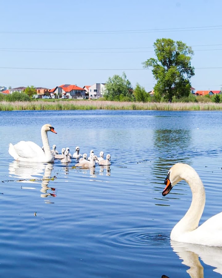 Fotografie de Acumularea Dumbrăvița
