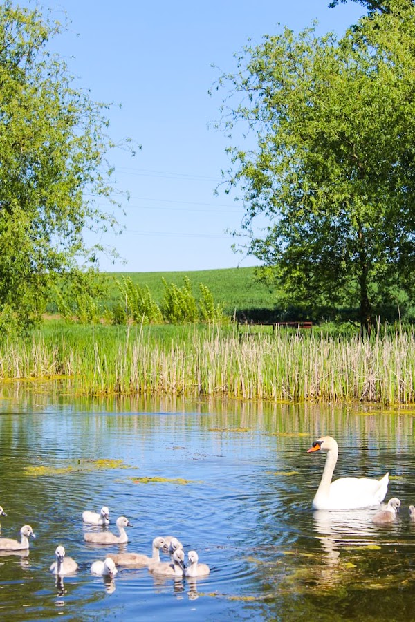 Fotografie de Acumularea Dumbrăvița