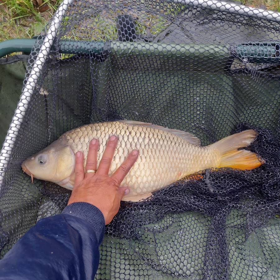 Foto vom Nec-Karpfensee