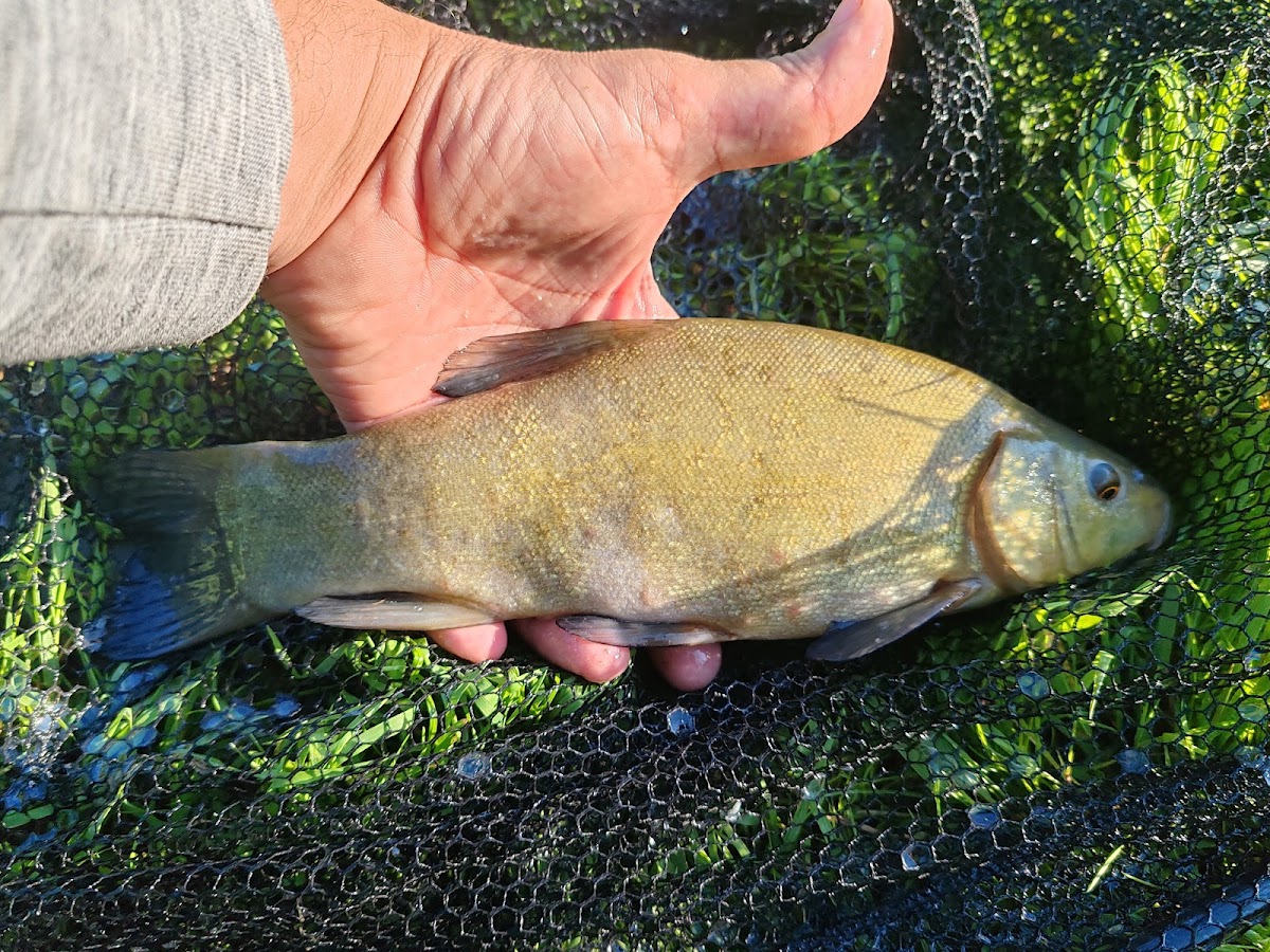 Foto von Nec Carp Lake