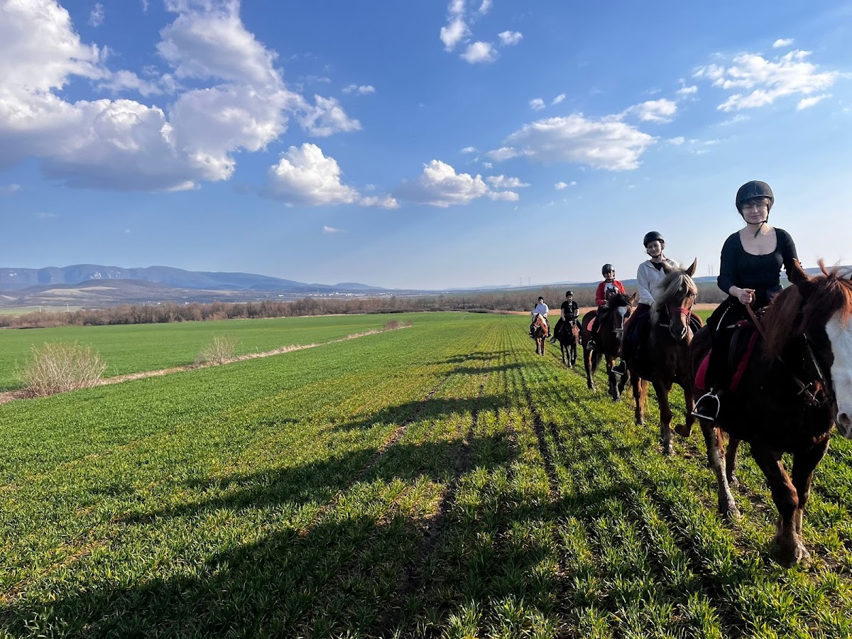 Foto der Pferde des Caraș-Tals