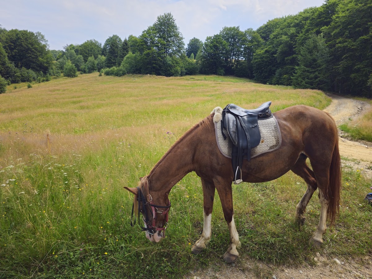 Fotografie de Carpathian Horse Trekking