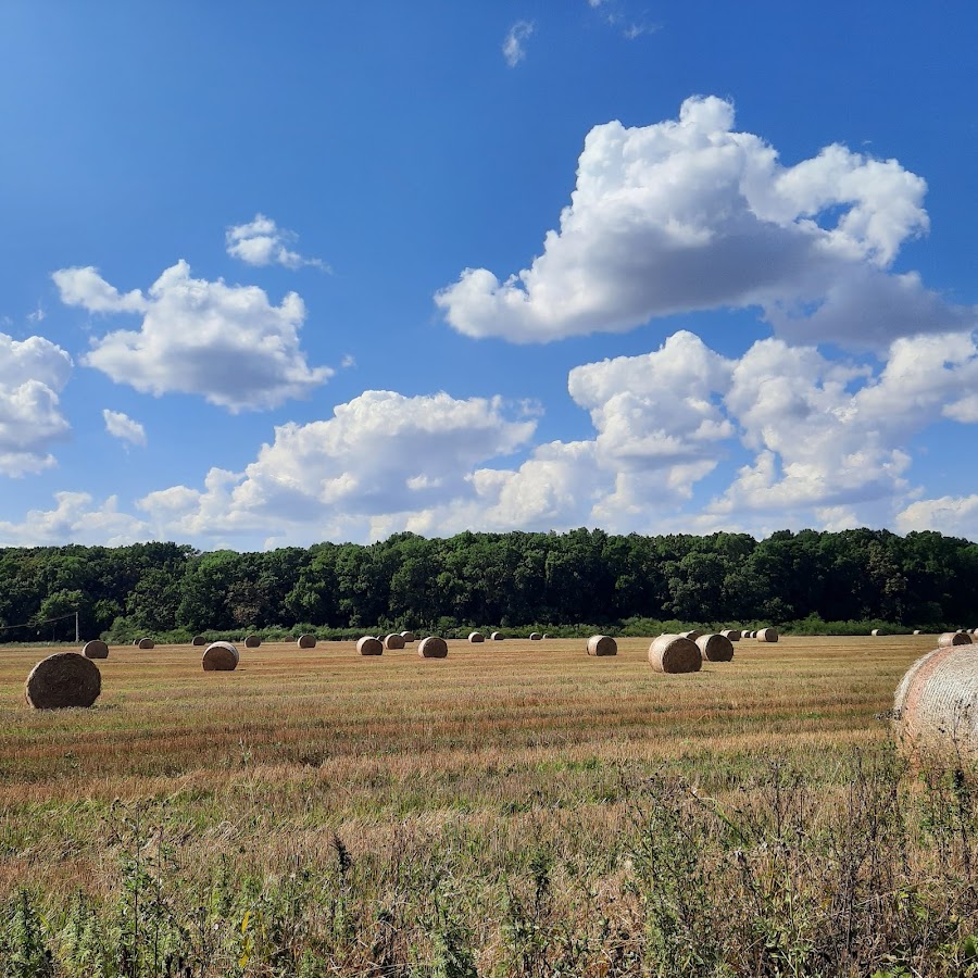 Foto di RNP Romsilva Administratia Parcului Natural Lunca Mureșului R.A.